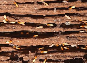 wdi-inspection-termite-damage